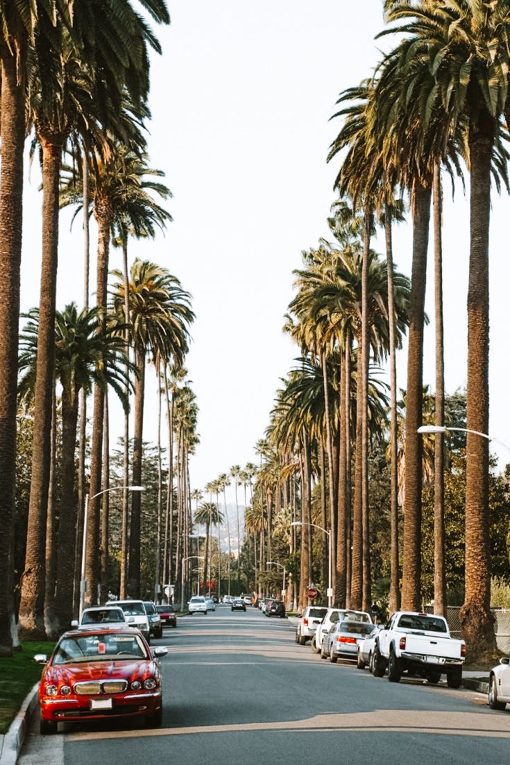 A road lined with palm trees