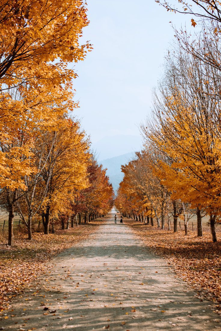 A laneway lined with deciduous trees